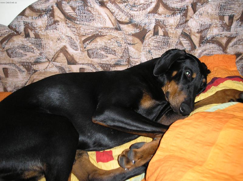 Foto: K v�noc�m jsme dostali nov� povle�en� tak jsem to musel vyzkou�et.