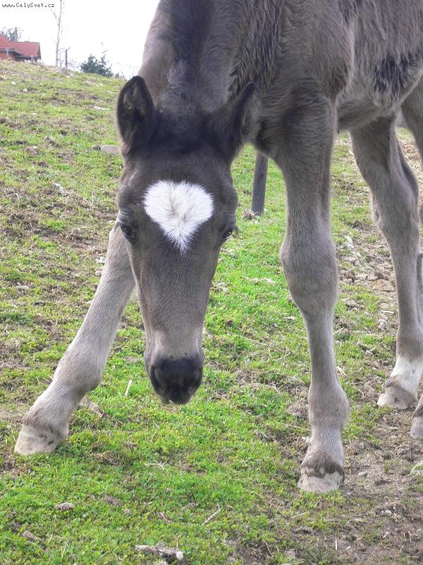 Foto: Zv�dav� h��b�tko-Na fotodrafii je h��b� welsh coba ,kter� se jmenuje Mischel DReam of Daimonds =)