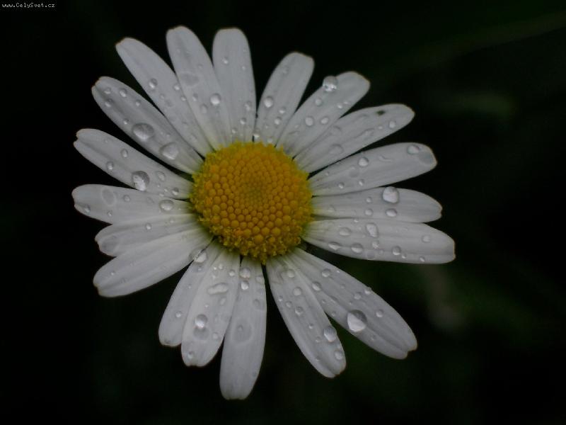 Foto: Kopretina-V zahr�dce...