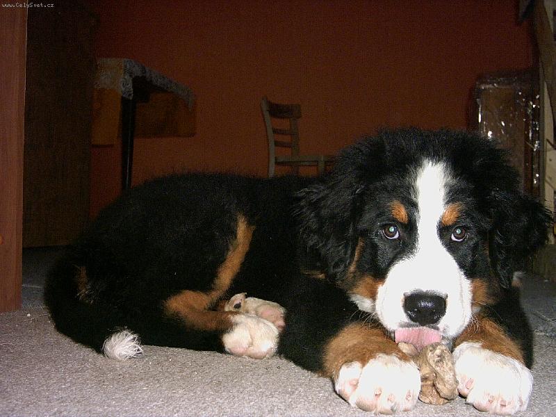 Foto: Malina p�ed rokem