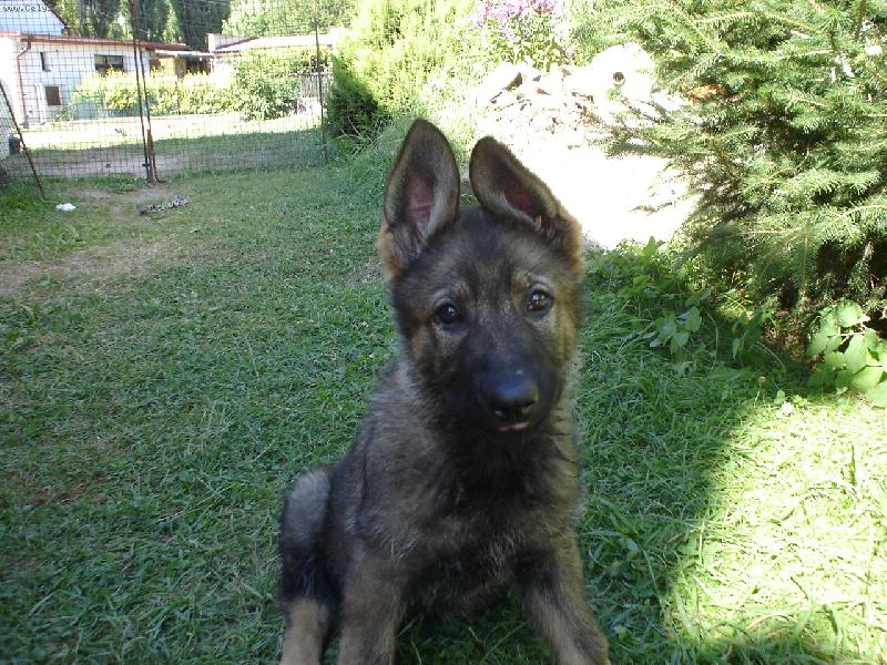 Foto: moje �t�nda-tak fo�, dneska mi to slu��