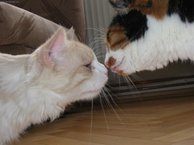 Foto: ko�i�� l�ska