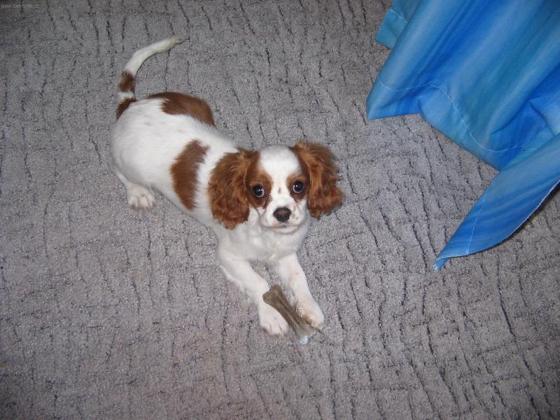 Foto: Kaval�r King Charles �pan�l-A tady jsem u� vzhuru l�b�m se v�m?