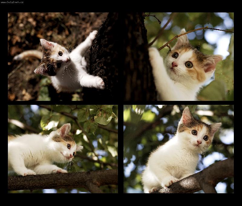 Foto: Mia a jej� v�let-na�e ko��tko poprv� na strom�