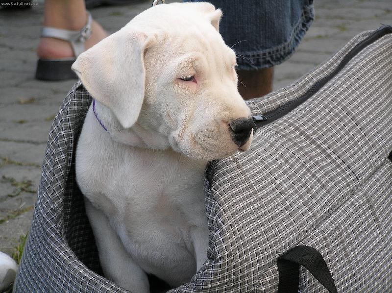 Foto: moje budka-NVP Brno 2006