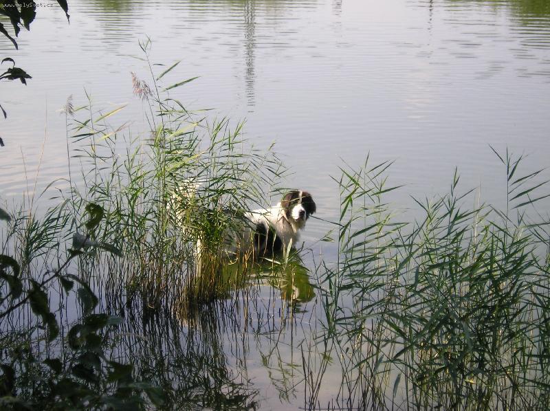 Foto: Kdo m� vid�? Kde m�m ty ka�enky?-Alis na lovu