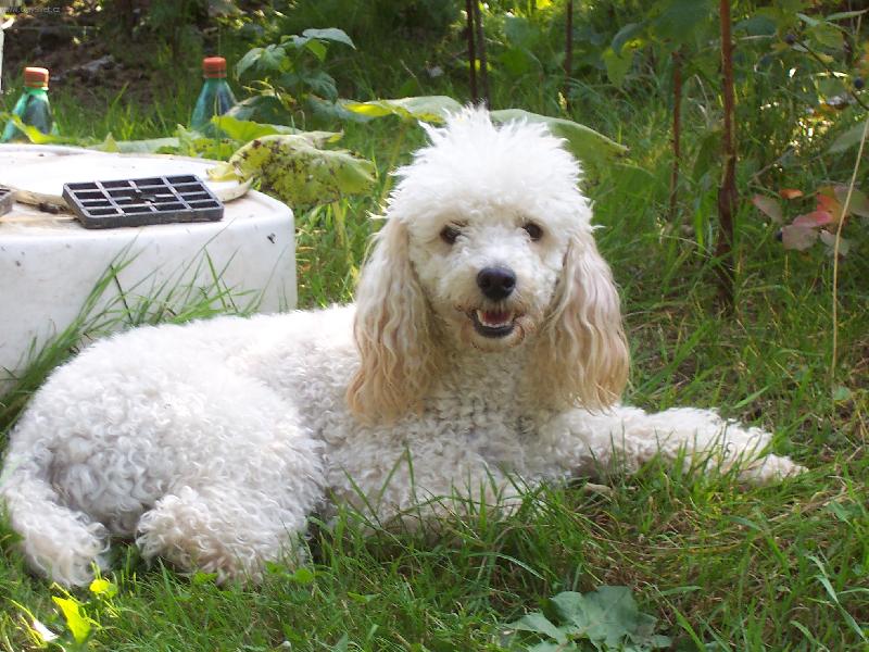 Foto: Pudl-Jo, jo,opalov�n� na zahrad� - to m�m nejrad�i...