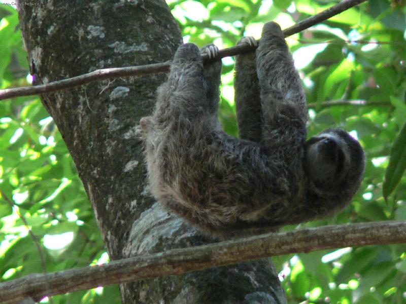 Foto: Lenochod-N�rodn� park Manuel Antonio