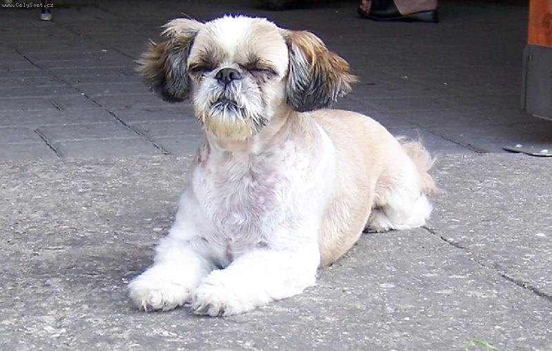 Foto: Hl�d�n� dve��