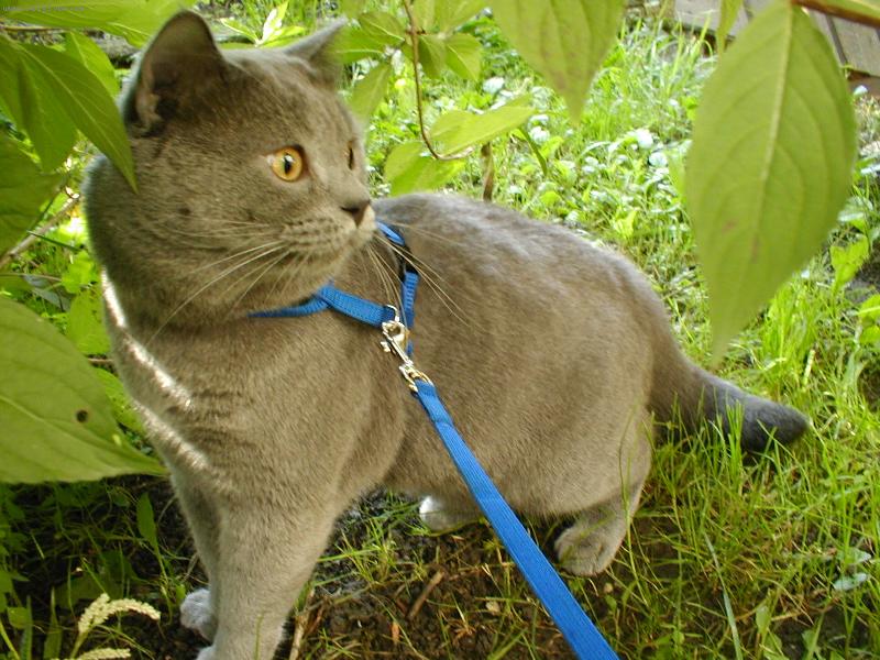 Foto: �elma v pralase-Tohle je n� britsk� modr� kocour Samuel na proch�zce. V�ce na www.kocoursamuel.wbs.cz