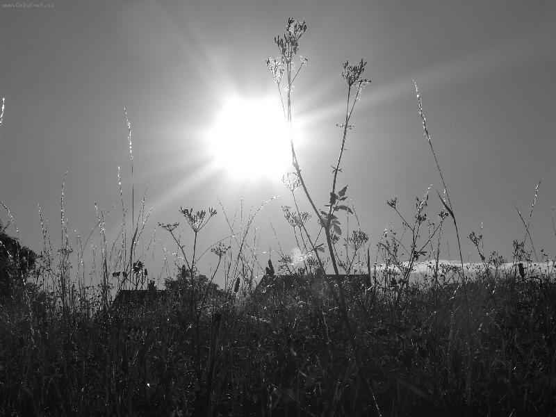 Foto: Dvoubarevn� louka...