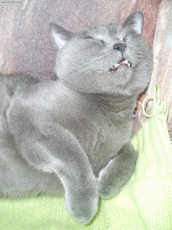 Foto: Tonda-nebojte, jsem �iv�, jen trochu odpo��v�m:)