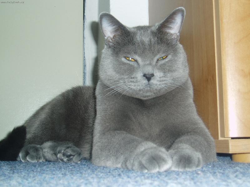 Foto: Tonda-Sfinga dom�c�