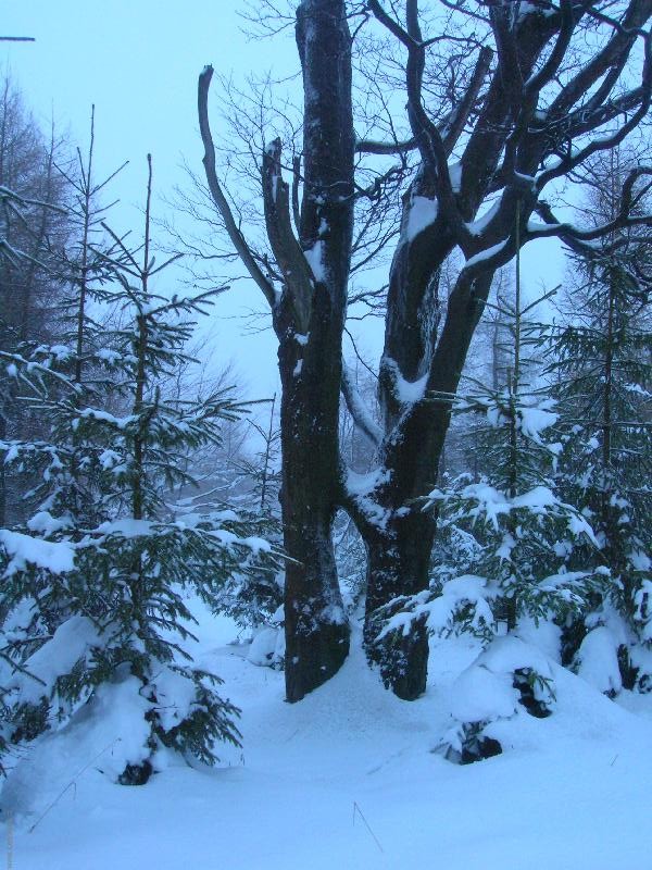 Foto: Dva nebo jeden strom