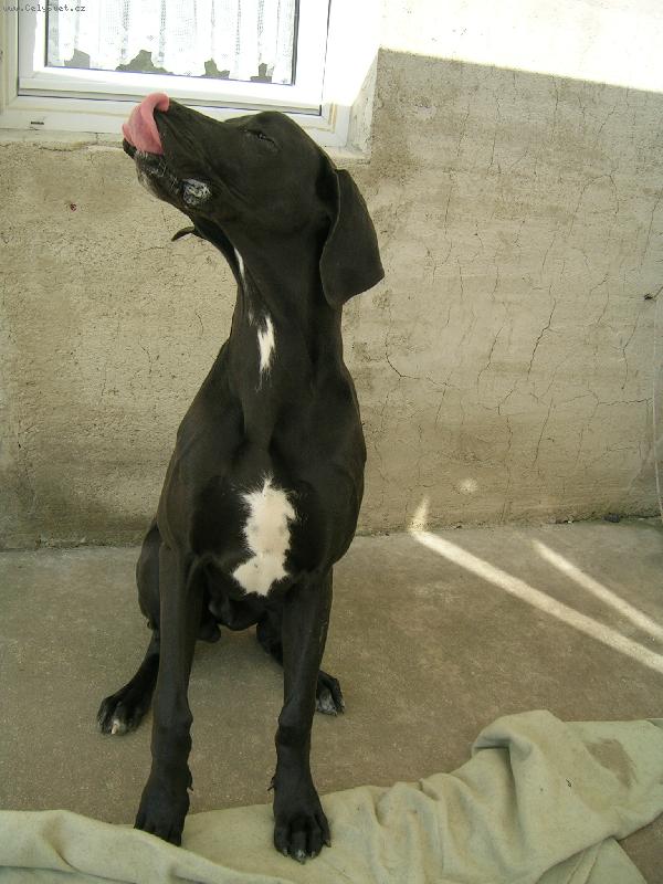 Foto: Dos�hne� si jazykem na nos?-Bastien