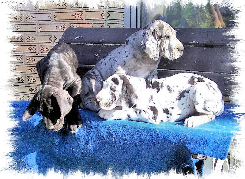 Foto: dog�tka 8 t�dn�