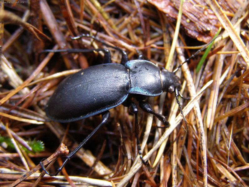 Foto: brouk B��a