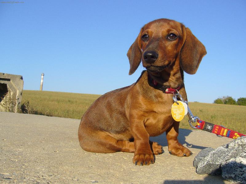 Foto: Jessie-kr�ska