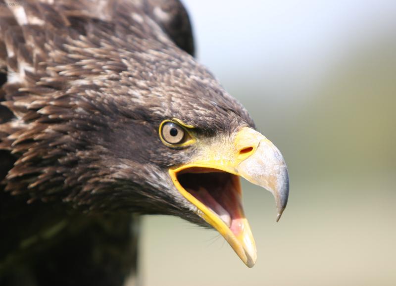 Foto: Orel b�lohlav�-Orel focen� v Lednici-z�mek