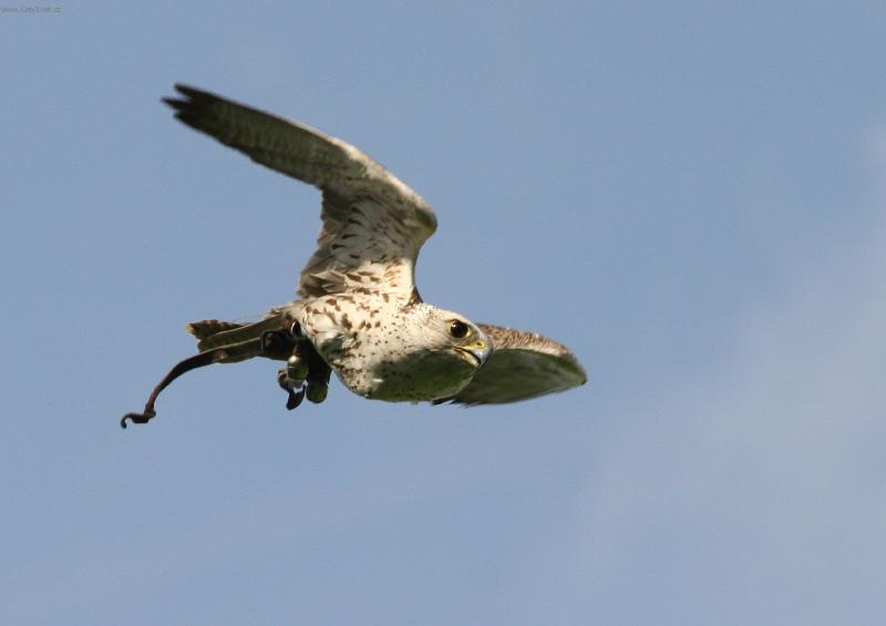 Foto: raroh velk�-raroh velk� - �to�n� let