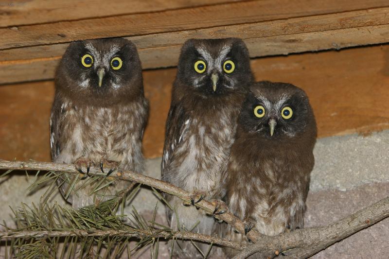 Foto: s�ci rousn�-odchovan� ml��ata s�c� rousn�ch