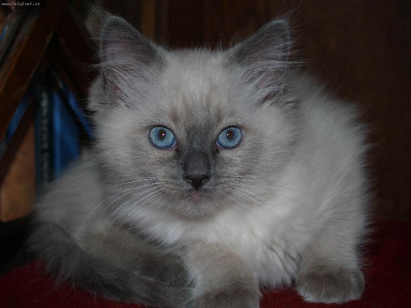 Foto: Na�e ko�i�ka-Je roztomil�...