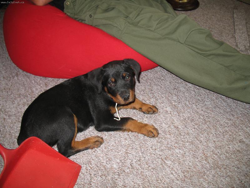 Foto: Ta bota byla m�am, jen ta tkani�ka....-Kdy� nech�te �t�n� samotn� :)