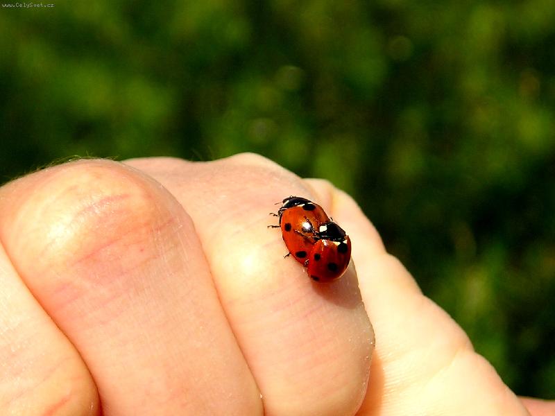 Foto: Sprost� beru�ky:-)-Akce a reakce