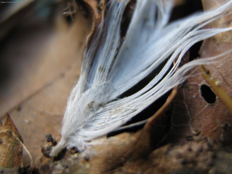 Foto: P�rko v list�...