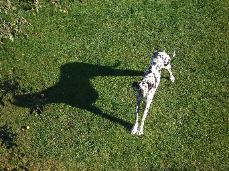 Foto: Velk� a je�t� v�t�� pes.-st�nohra