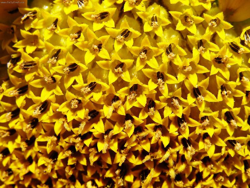 Foto: Slune�nice-Tis�c slunc�...