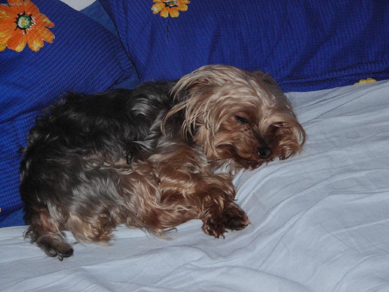 Foto: Ospalec-Nen� nad to b�t v posteli p�n��k�