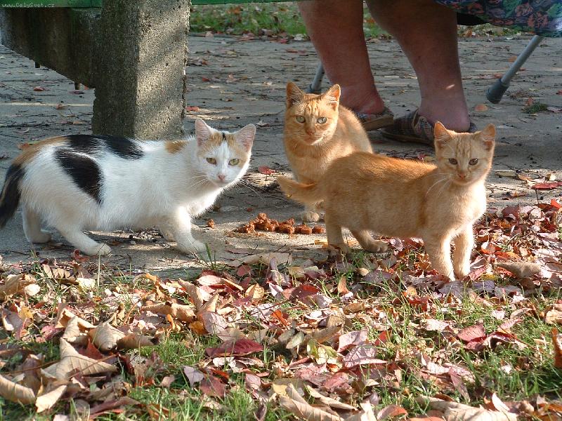 Foto:   ko�ky u domova d�chodc�- Zrze�ka a jej� d�ti - star�� i nejmlad�� kocourek