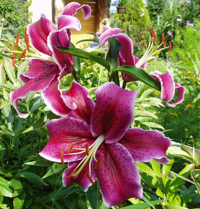 Foto: lilie-vo�av� d�rek