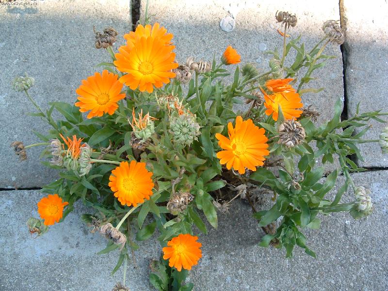 Foto: slun��ka l�ta-skromn� - rostou v�ude