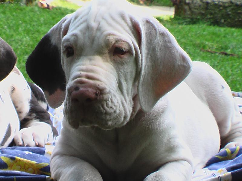 Foto: N�meck� doga 8 t�dn�-ve st�ehu