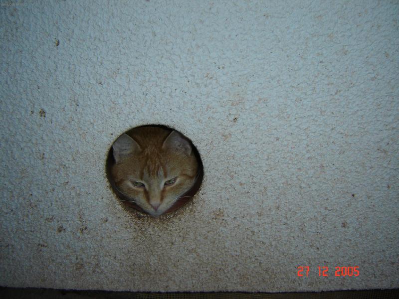 Foto: Viki-ko�ka leze d�rou.............