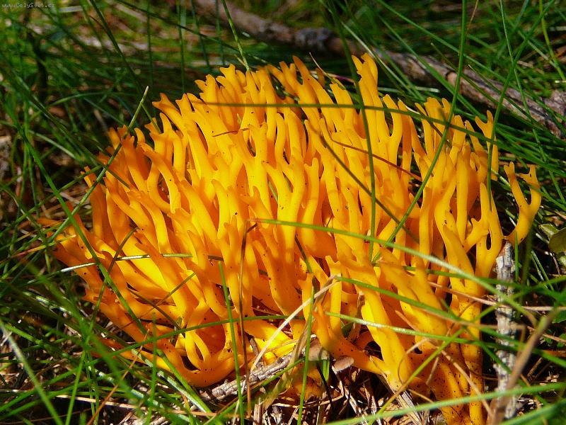 Foto: kr�snor��ek lepkav�