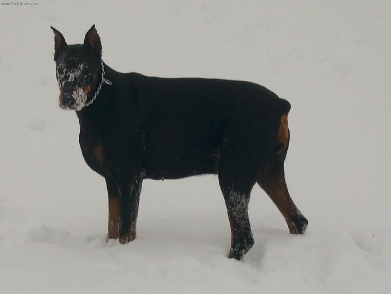 Foto: Nikolka a sn�ek-Hm, ��dn� kosti�ka pod sn�kem nebyla