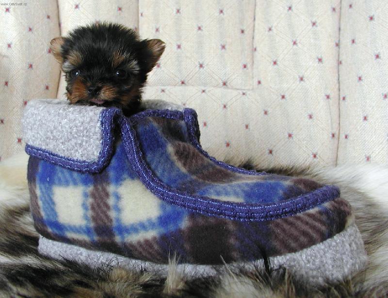 Foto: Card�k-Snad m� pani�ka nep�ehl�dne, a� se p�jde obouvat ...