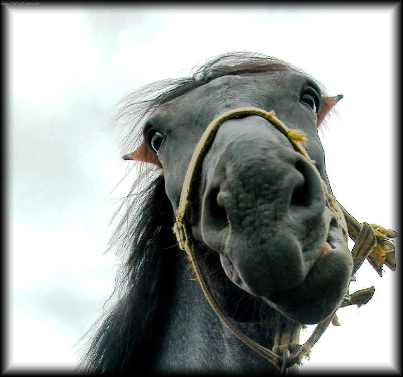 Foto: Ko�sk� ksicht =)