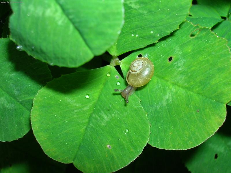 Foto: �ne�ek-�ne�ek na l�ste�ku