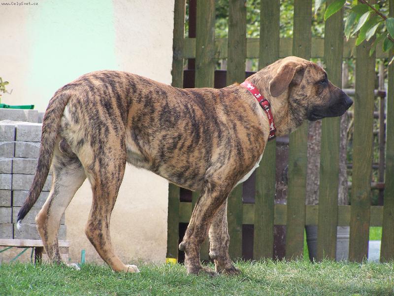 Foto: FID�K-je mi p�l roku