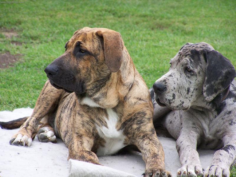 Foto: Brazilsk� Fila a N�meck� doga-nerozlu�n� dvojka