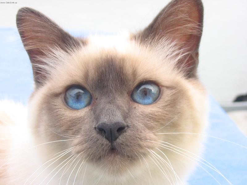 Foto: Andrew N�n� Pohlazen� CZ*-N� odchov