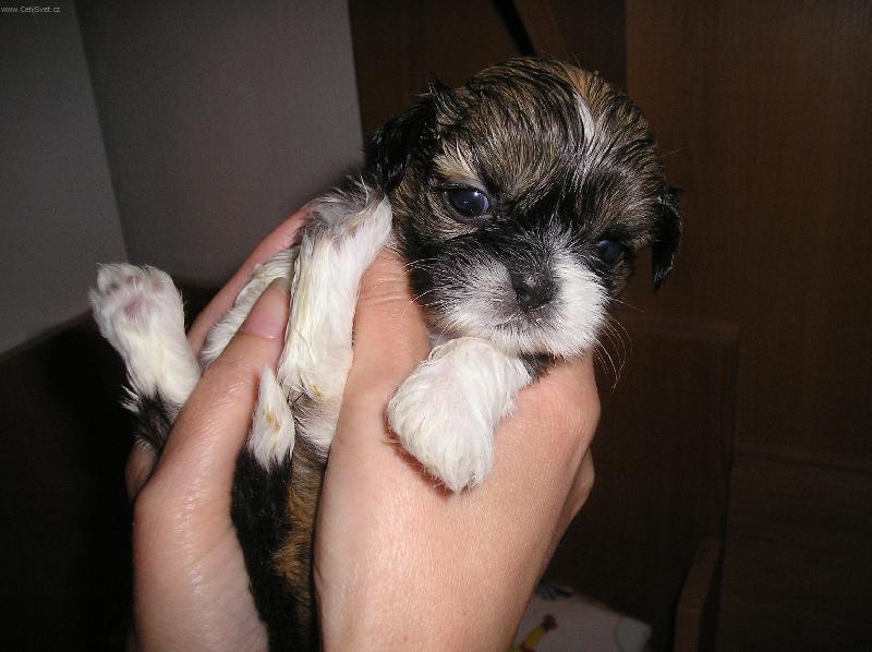 Foto: �t���tko