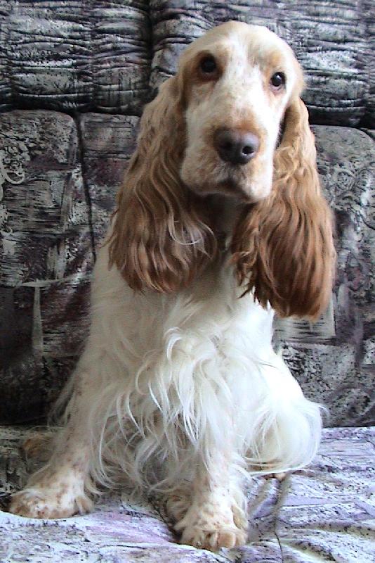 Foto: Nelinka po v�stav�-Nelinka absolvovala svou prvn� mezin�rodn� v�stavu