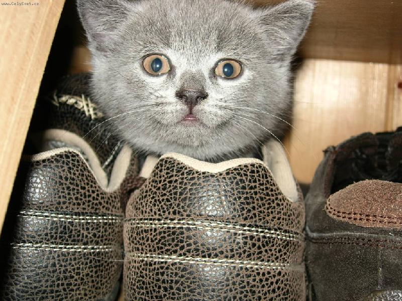 Foto: Mal� kot�, spalo v bot� ...-Mal� Debbie