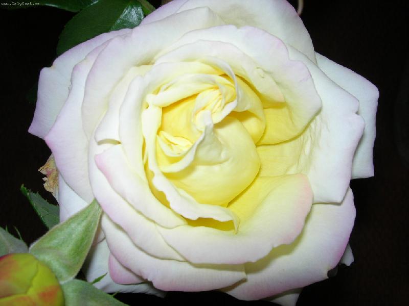 Foto: Od mil��ka...-R��i�ka