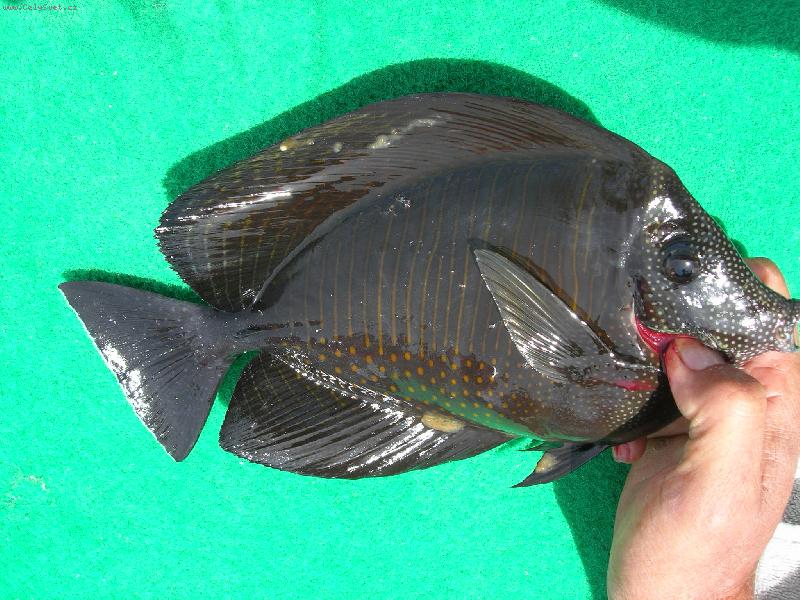 Foto: Loven� ryb-Rybi�ka